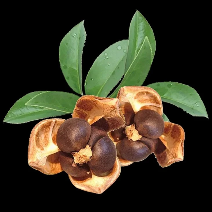 Edible Camellia Seeds